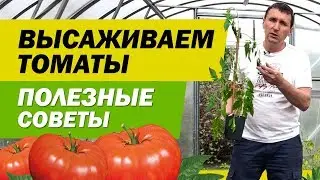 ВЫСАЖИВАЕМ ТОМАТЫ ТОЛЬКО ТАК! | ПОЛЕЗНЫЕ СОВЕТЫ | САДОВЫЙ РАЙ