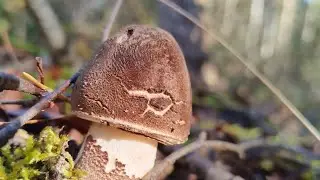 Грибы маслята и зонтики вылазят...