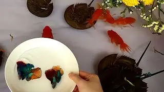 Goldfish Horseshoe Crab Guppy Guppies Catfish Betta Koi Carp Fish animals Videos