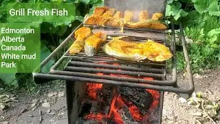 Grilling Fresh Fish Whitemud Park Edmonton Alberta Canada