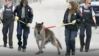 This Is Why Wolfdogs Are Illegal