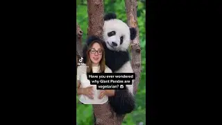 Panda Taste Preferences