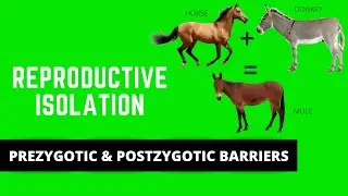 REPRODUCTIVE ISOLATION (PREZYGOTIC & POSTZYGOTIC BARRIERS)/ SPECIATION