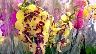 Great orchid show. Overview of orchids in Leroy Merlin.