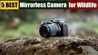 Best Mirrorless Camera for Wildlife of 2025