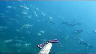 Pescasub: PAZZESCO ... SONO STATO CIRCONDATO - Spearfishing - AKASO