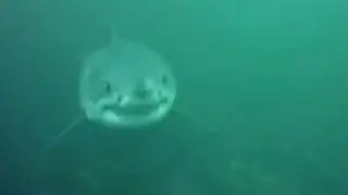 Great white shark spotted off the coast of Nova Scotia | CAUGHT ON CAM