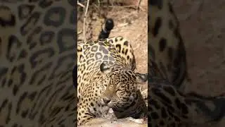 A jaguar cub devouring a cow 🐮