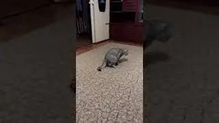 Кот кастрат и зайчик