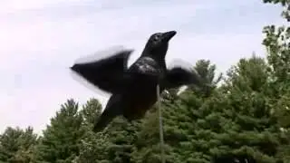 Активная приманка для охоты на ворон Air Crow