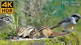 Birdsong Sounds: Cats Watching Birds, Chipmunks & Squirrels in a Forest Adventure 😻 8 Hours 4K