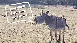 Animal Sounds: Donkey Bray (Hee-haw) in 4K