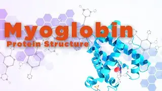 Myoglobin | Protein Structure