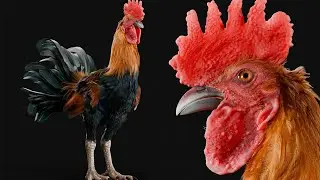 How i created a Rooster in Blender 4.1