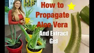 How to PROPAGATE ALOE VERA Plants 🌵 Extract Aloe Vera Gel From Aloe Plant!🌵 Shirley Bovshow