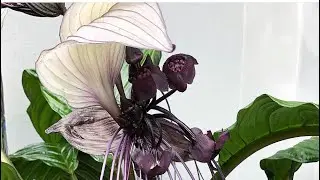 Tacca White Bat Plant ( Такка)