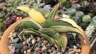 Sansevieria collection by Master Georgiy Aristov