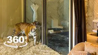 360 video - You can sleep with Tigers in this room