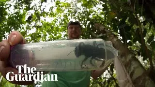 Worlds largest bee rediscovered in Indonesia