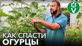 ВЯНУТ ЛИСТЬЯ ОГУРЦОВ? Вылечим в момент!