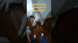 Много ли шерсти от собаки? При съемках 