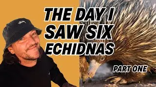 The Day I Saw Six Echidnas - Part One