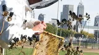 IUPUI's Urban Campus Beehive with IU Dentistry Faculty Dr. Steven Blanchard