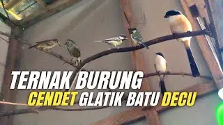 TERNAK BURUNG masa depan Modal murah untung berlimpah‼️