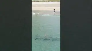 1000lb Hammerhead Shark Swimming by the Beach