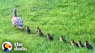 Mama Duck Waits Patiently For Neighbors To Rescue Her Babies | The Dodo