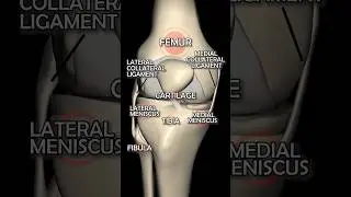 A Visual Breakdown of Knee Joint Anatomy: From Bones to Ligaments