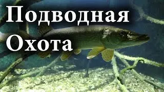 Подводная охота на Волге 2016.  Подводная охота для начинающих.