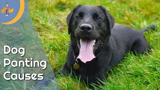 Why is My dog Panting so Much - Top 9 Reasons - Dog Health Vet Advice