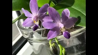 ОРХИДЕИ, ШВЕРТЕР. New orchids from Schwerter 2022, September