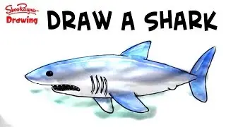 How to draw a shark Step by Step