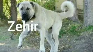 Kangal (köpek )  isimleri