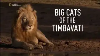 Our Planet Nature: Lions Hunting Animals Nat Geo Wild National Geographic Documentary HD 2020