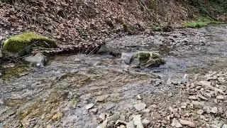 Успокаивающий звук ручья. Лесной ручей. Звуки природы. Шум воды. Для нервов, релаксации и сна.