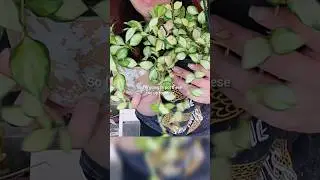 Hoya Unboxing Part 4 🌿✨️ Gardino Nursery #jaclynnsjungle #plantmail #hoya