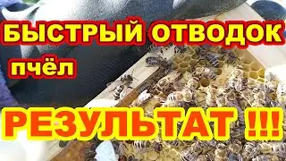 БЫСТРЫЙ ОТВОДОК пчёл РЕЗУЛЬТАТ ! Отводок на свищевой маточник !