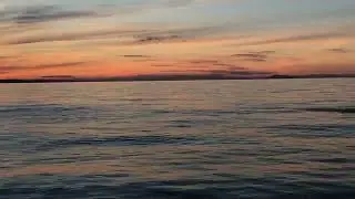 Sockeye Salmon Jumping Headed to the Fraser River