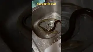 cooking Rice Eel from aquarium