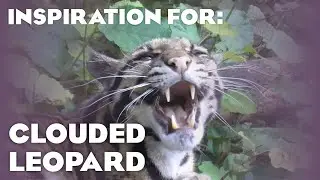 8 Real Clouded Leopard Habitats! (Planet Zoo Inspiration)