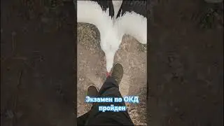 #брестскийаист #animalkingdom #stork #дрессировка