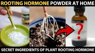 How to make ROOTING POWDER at HOME | Plant Rooting Hormone Secret Ingredients