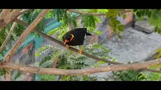 Common Hill Moyna | Gracula religiosa