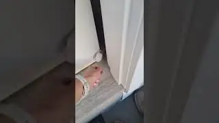 Cats Make It Difficult To Get Inside