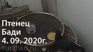 Птенец Бади 4. 09. 2020г.