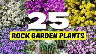 🌵 ROCK GARDEN PLANTS! Top 25 BEST Plants for STUNNING Rock Gardens! ✨