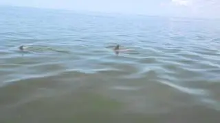 Playful Dolphins